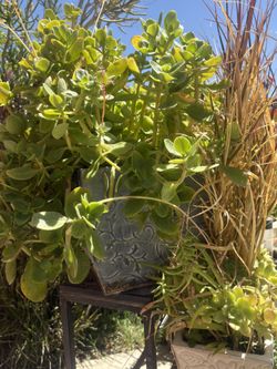 Large Beautifully Potted Succulent