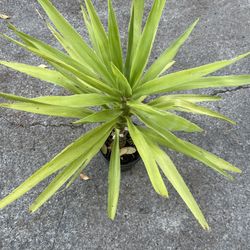 Yuca Plant for Garden