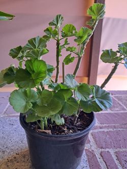 Planta De geranium,  blanco