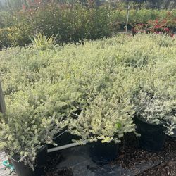 Morning Light Variegated Westringia Westringia fruticosa 'Morning Light'