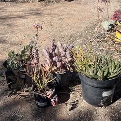 Succulent plants