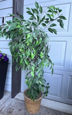 *** Artificial Ficus Indoor Plant/Tree ***
