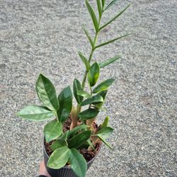 Zz Plant 6" Pot 
