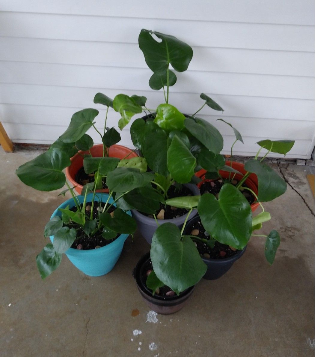 Monstera plants$15-$30 each pot