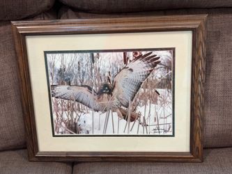 Pre Owned VTG Remarkable REDTAILED HAWK STRETCHING LITHOGRAPH PRINT FRAMED61/500