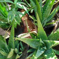 Aloe Vera