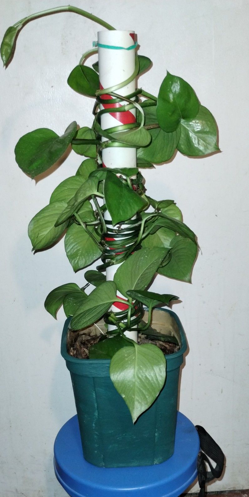 Evergreen Pothos Plant