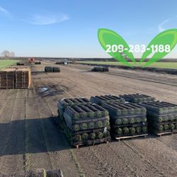 Best Quality Sod 