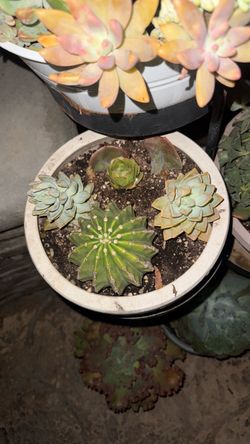 Mixed Succulent and Cactus Arrangement