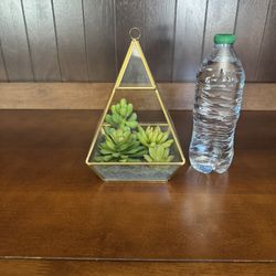 Cute Plant 