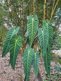 6” philodendron esmeraldense