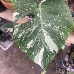 Monstera Albo Plant 🪴 