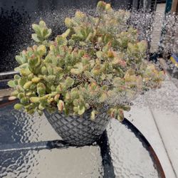 Succulent, Cotyledon Tomentosa Variegated 