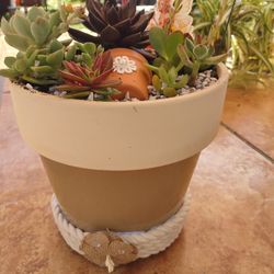 Ceramic Pot Beautiful Succulents 🌵