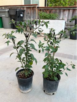 ROYAL BLACK HOT PEPPER PLANT
