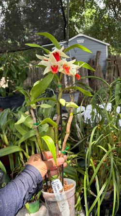 Dendrobium