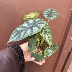4” Alocasia Dragon Scale