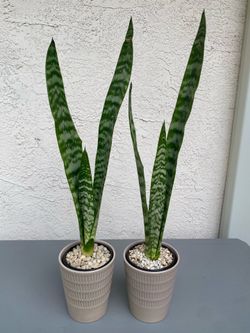 Snake plants