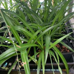 Baby Spider Plants Rooted In Dirt