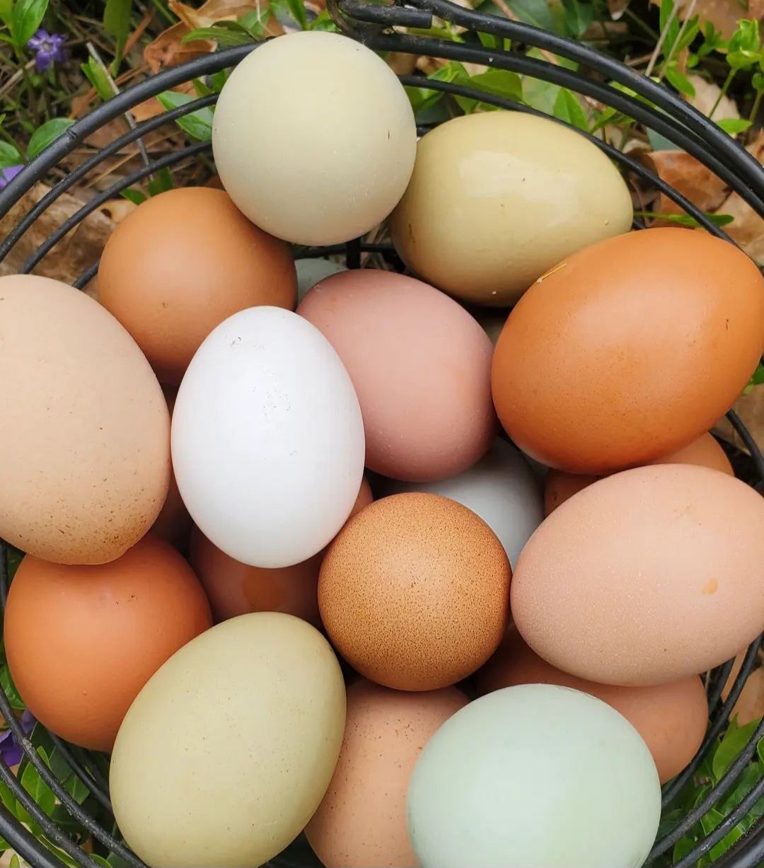 Fresh Eggs