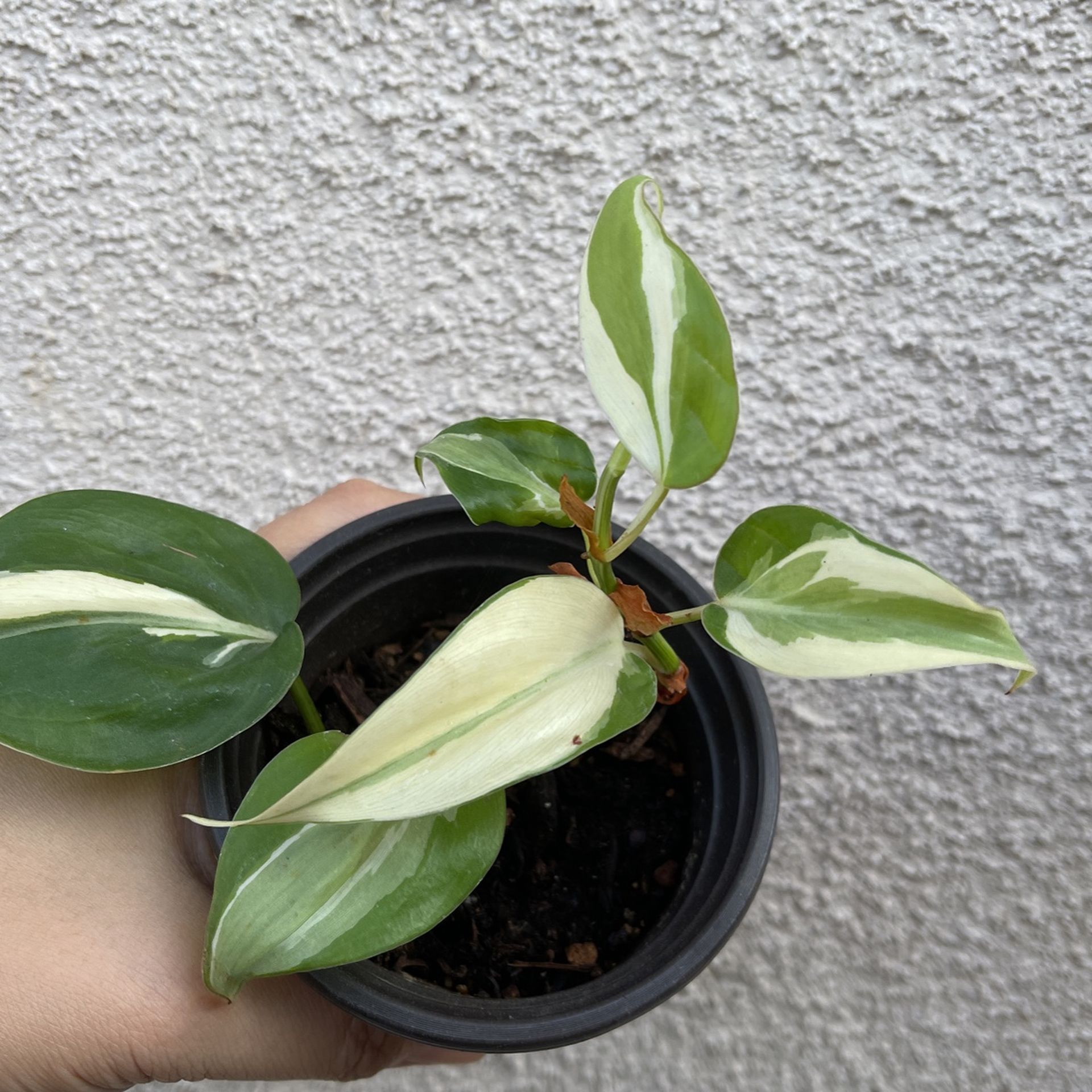 fake orchid plant Artificial Orchid Vanda 60 cm - Purple in pot