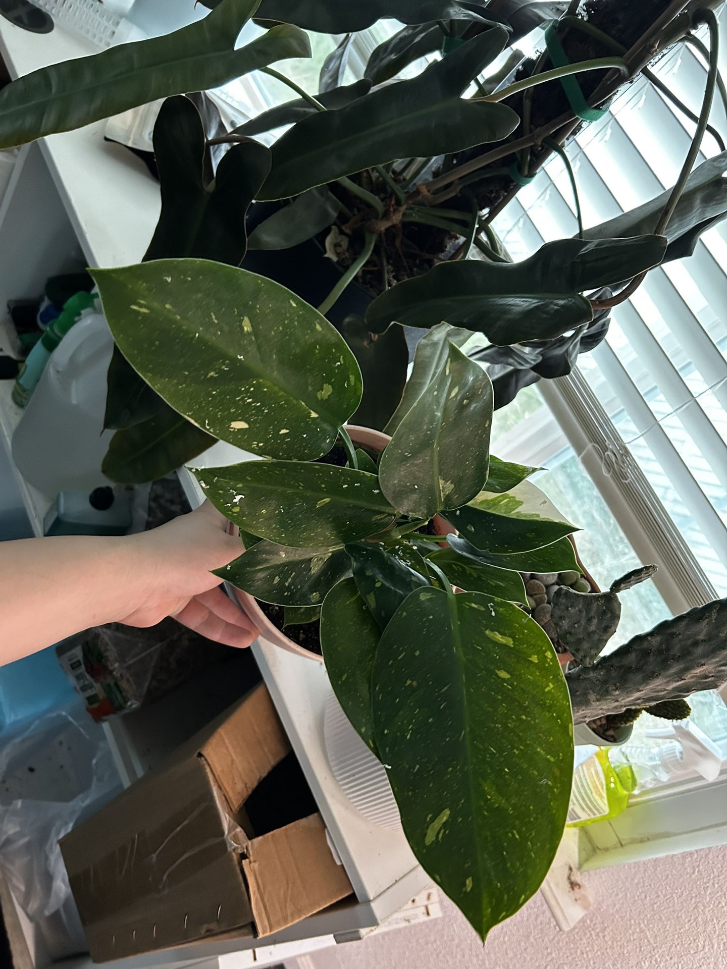 PHILODENDRON VARIEGATED GREEN CONGO ‘COPPER FLAME’ rare plant