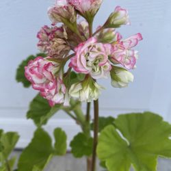 Geranium AppleBlossom Rosebud’ Plant, In 6 Inch Pot Pick Up Only