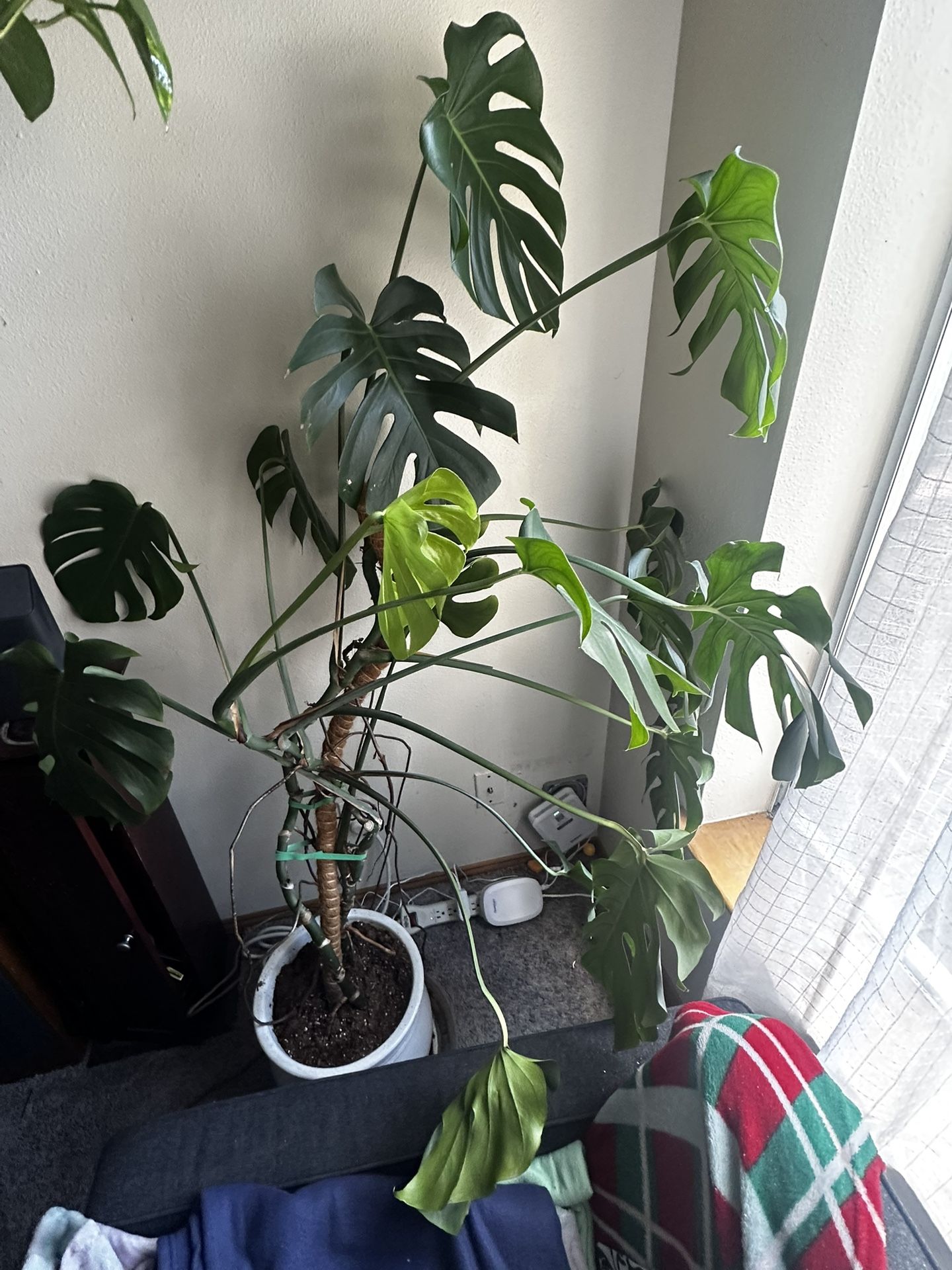 Big Monstera