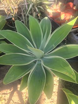 Agave Ray Of Light 