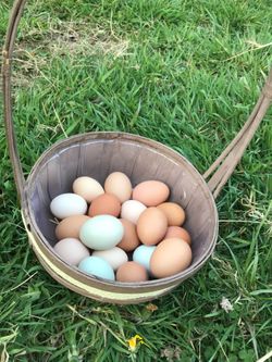 Organic Chicken eggs