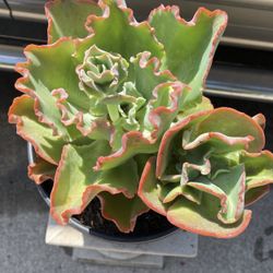 Echeveria Plant 