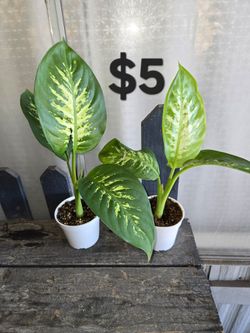Dieffenbachia