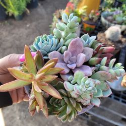 Succulent Arrangements