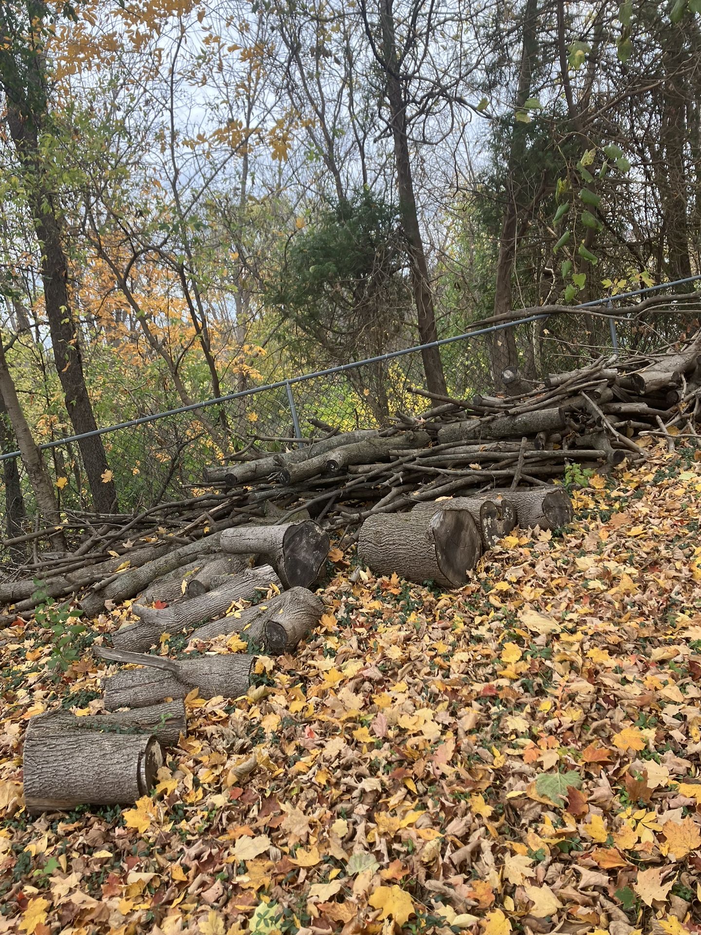 Free Dry Hard Wood!