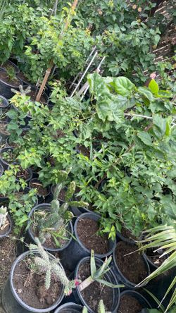 Fruit trees