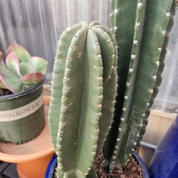 Anyone has this Cactus(apple Cactus)?