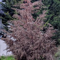 FREE Firewood Dead pine Tree