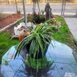 Reverse Variegated Spider Plant In 10 Inch Hanging Pot