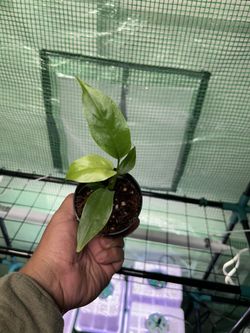  Rhaphidophora tetrasperma Monstera Mini Starter Plant 