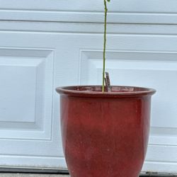 Pot 🪴 13” Plant