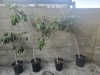 Logan Trees