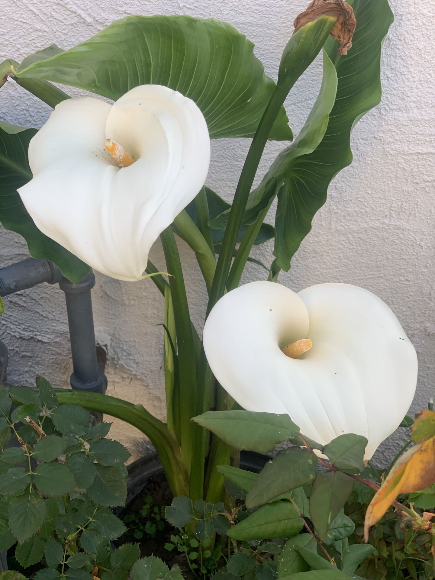 Calla Lily White Flower Plant 5 Gallon Pot Live Plant Cash only