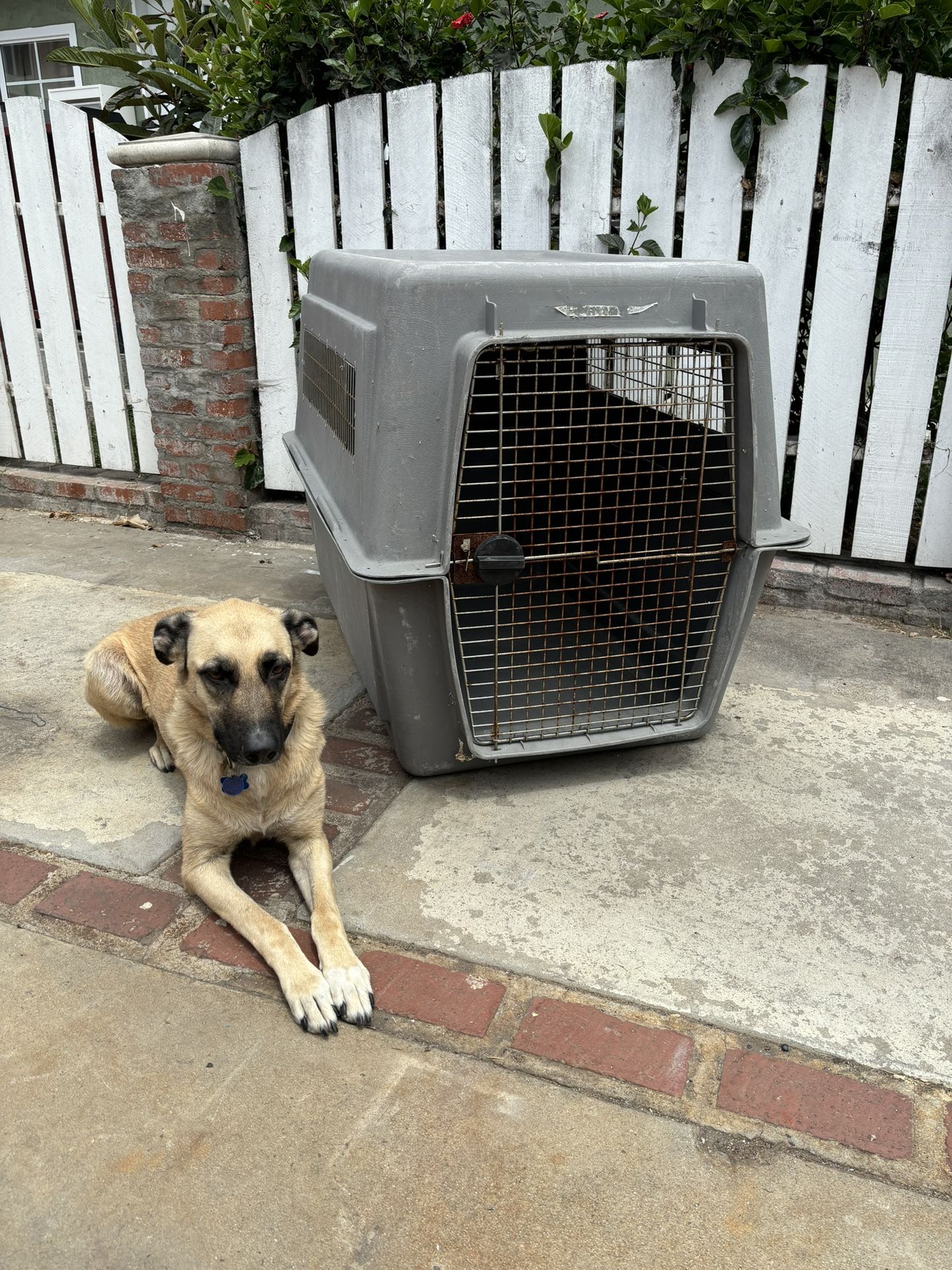 Large Dog Cage