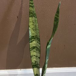 Sansevieria Snake Plants