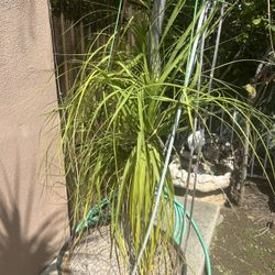 Ponytail Palm Tree