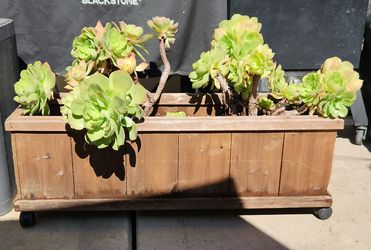 Chicks and Hens Plants