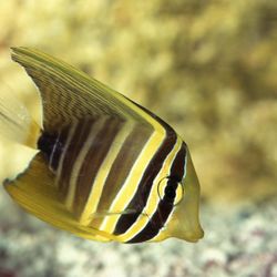 Fish Tank Sale Fin Tang 