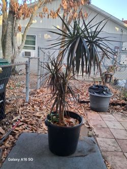 Marginata  6 ft.  45 gal. Pot