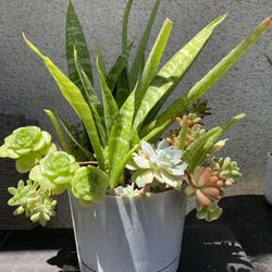 Succulents Plant..