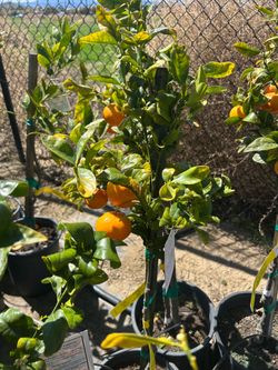 Citrus, lemon, limes, oranges kumquats mandarins, tangerines